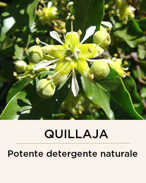 Quillaja_Saponaria