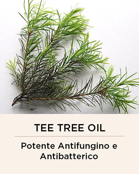 tea tree